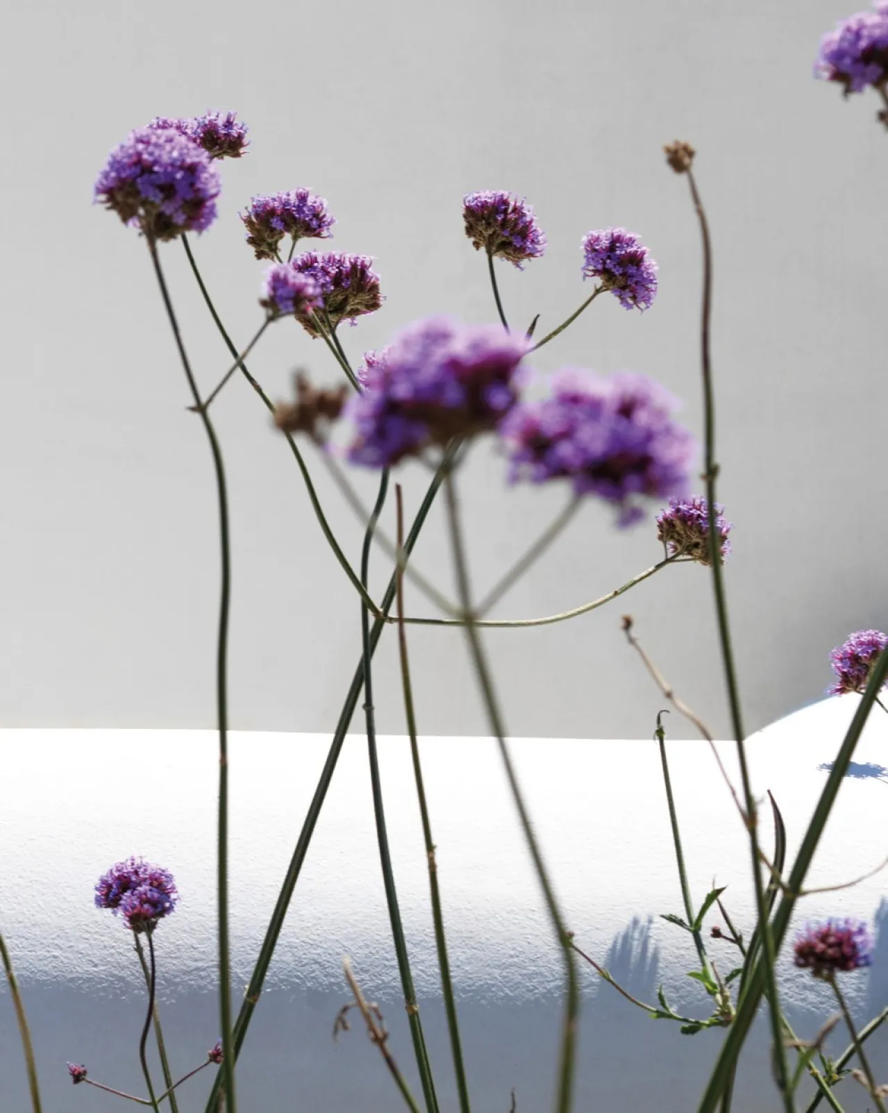 Villa Meester - Photo 3