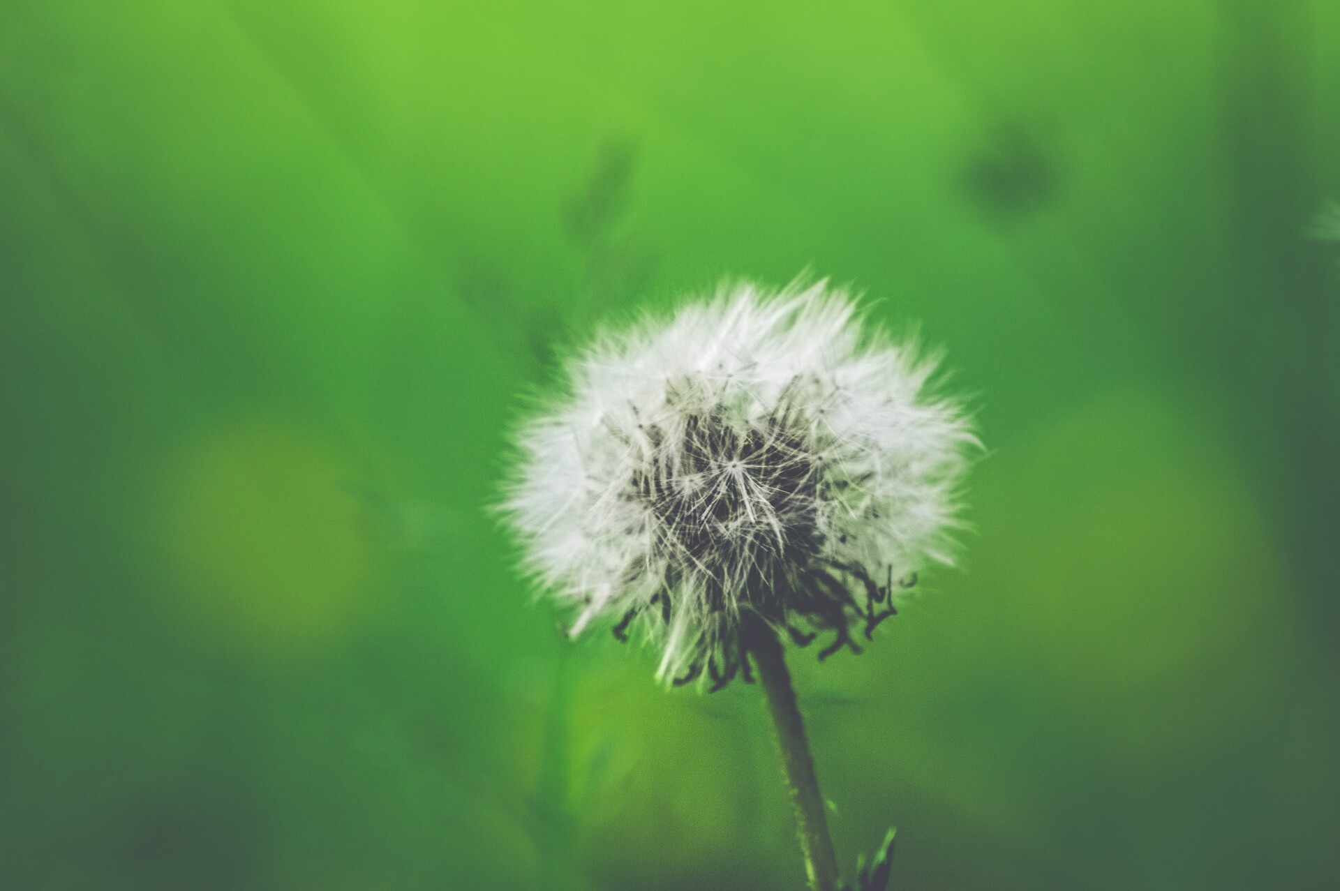 A dandelion 